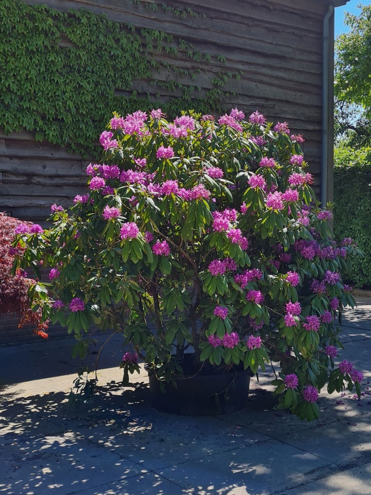 Rhodo 'Roseum Elegans' | Struikvorm