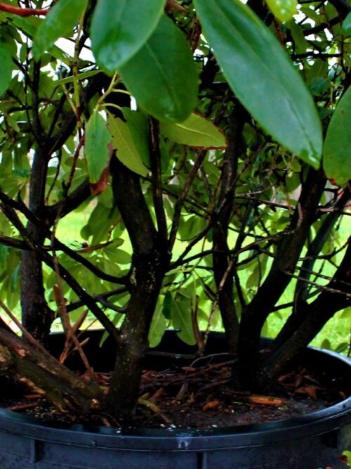 Rhodo 'Roseum Elegans' | Struikvorm