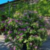 Rhodo 'Roseum Elegans' | Struikvorm