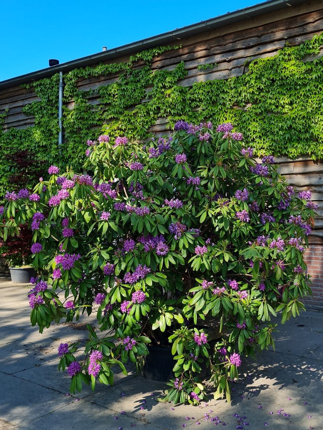 Rhodo 'Roseum Elegans' | Struikvorm