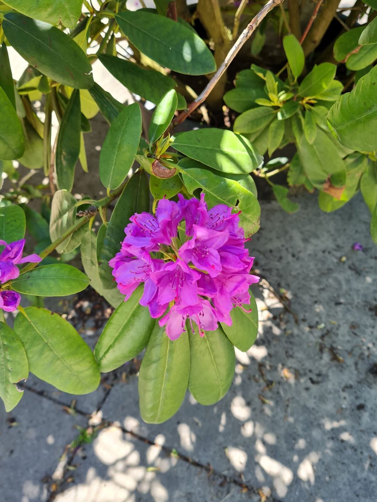 Rhodo 'Roseum Elegans' | Struikvorm