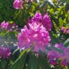 Rhodo 'Roseum Elegans' | Struikvorm