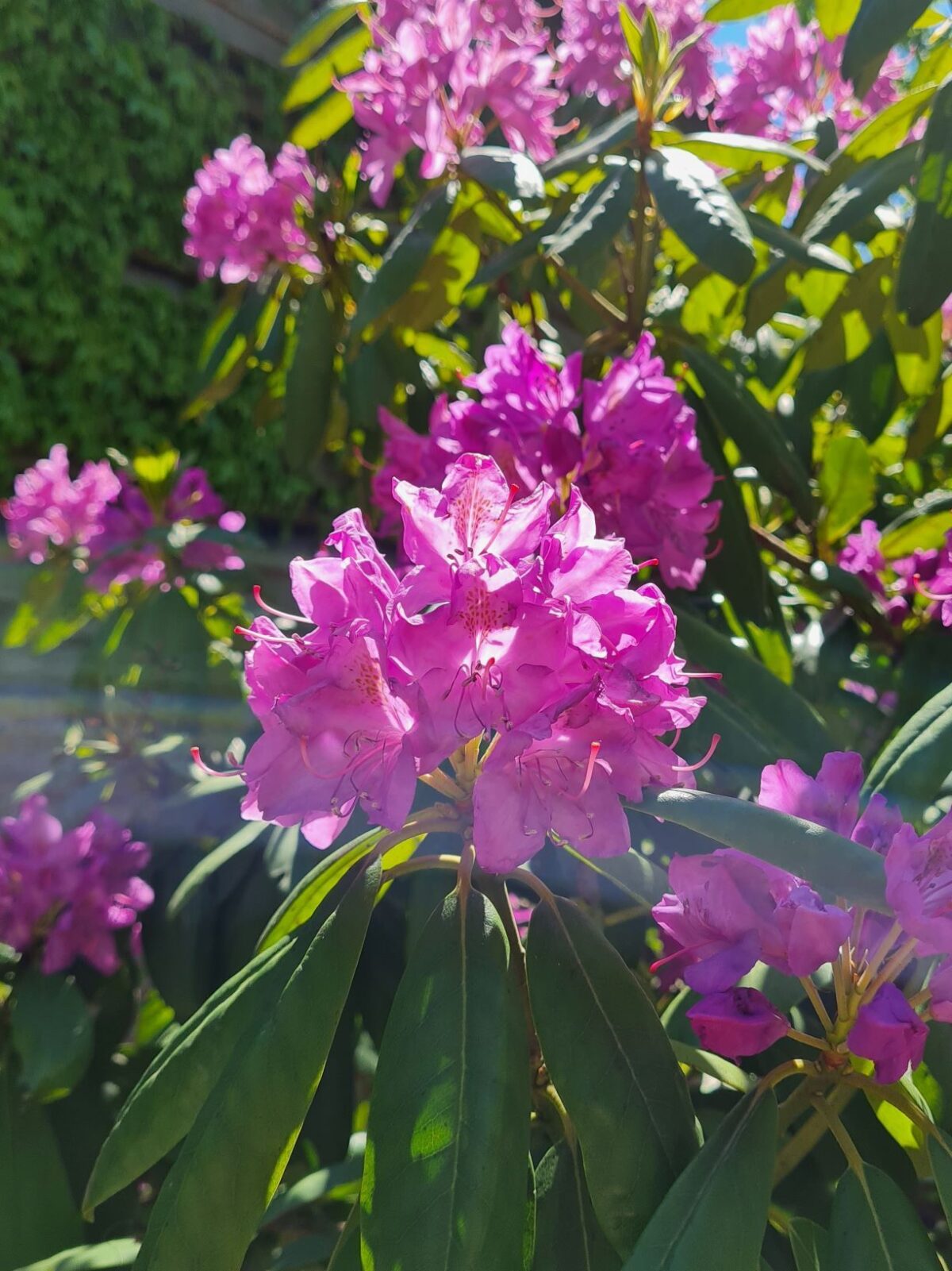 Rhodo 'Roseum Elegans' | Struikvorm