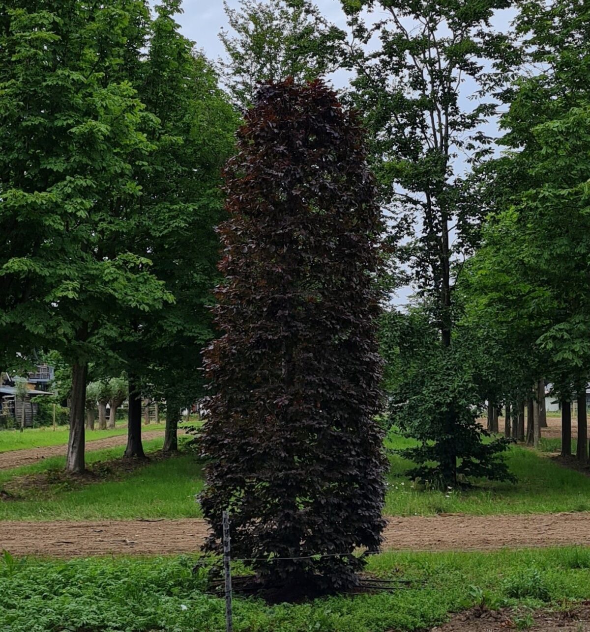 Rode beuk | Bijenkorfvorm