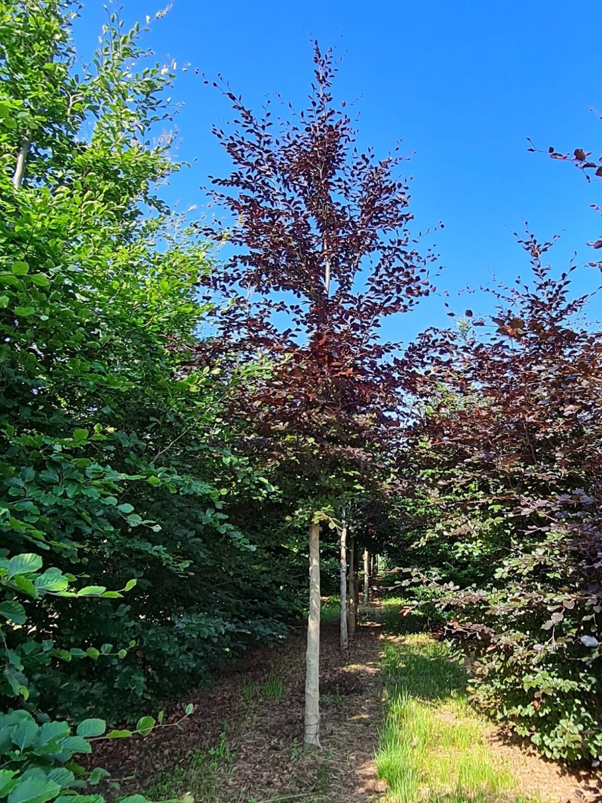 Rode beuk | Hoogstam