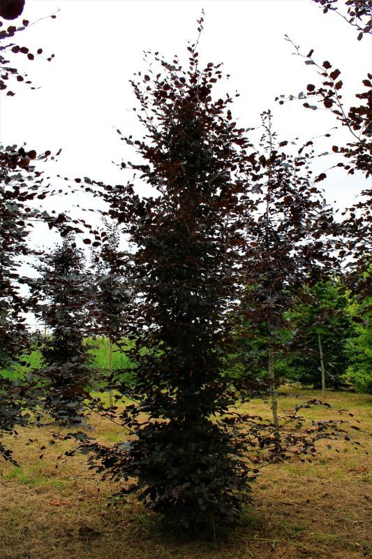 Rode beuk | Hoogstam