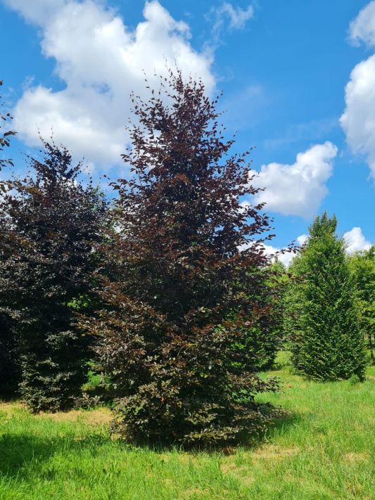 Rode beuk | Hoogstam