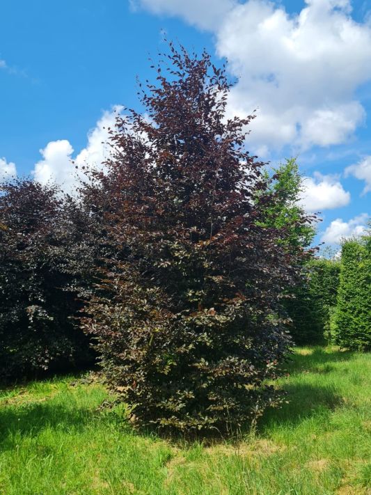 Rode beuk | Hoogstam