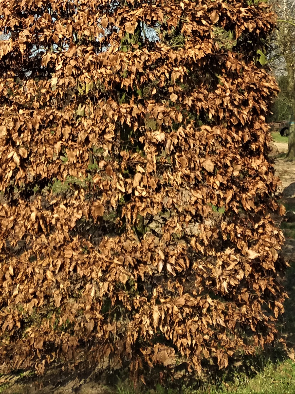 Rode beuk | Bijenkorfvorm