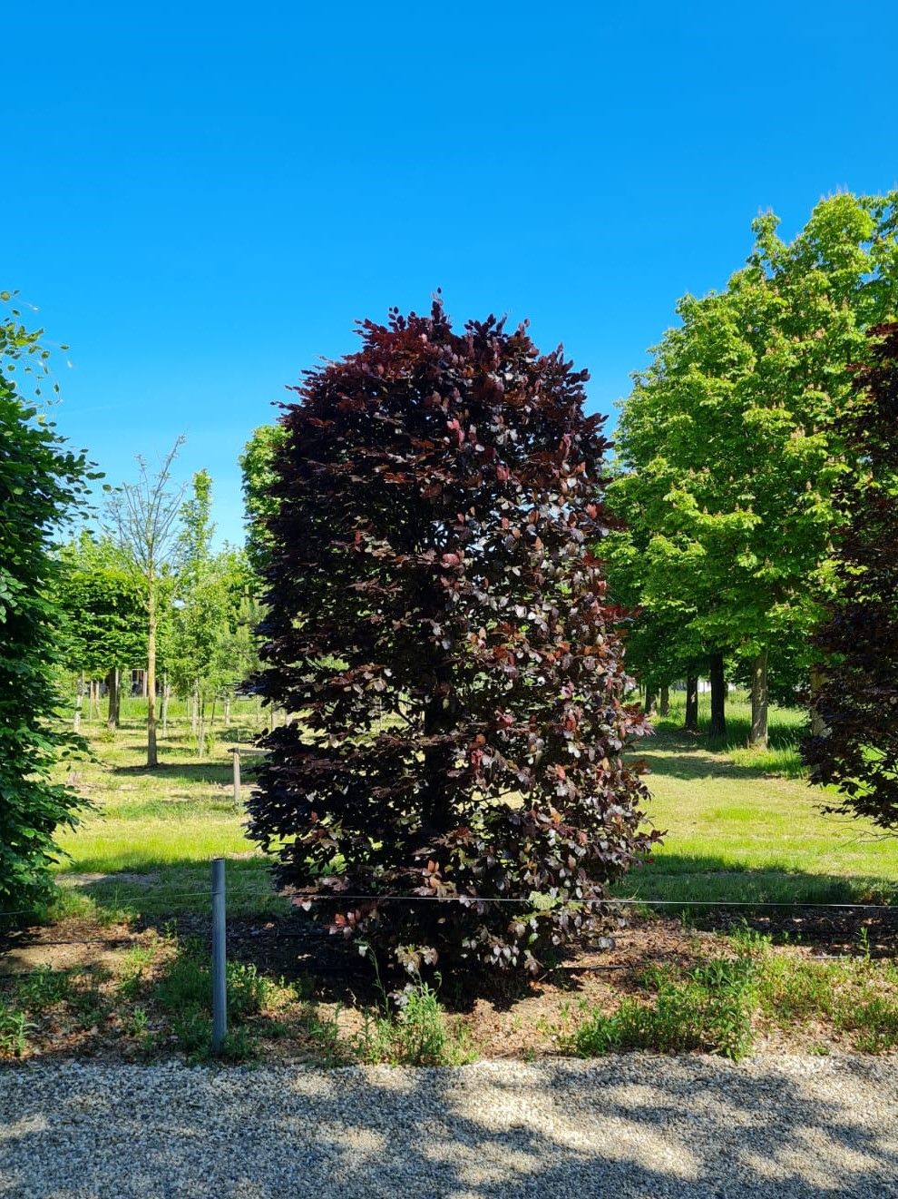 Rode beuk | Bijenkorfvorm