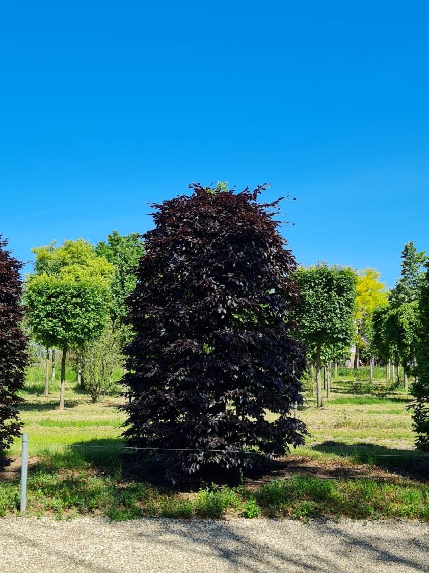 Rode beuk | Bijenkorfvorm