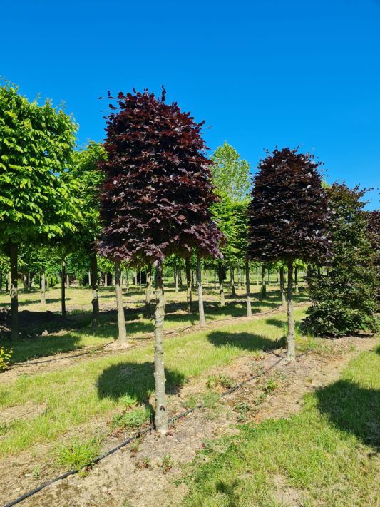 Rode beuk | Bijenkorfvorm