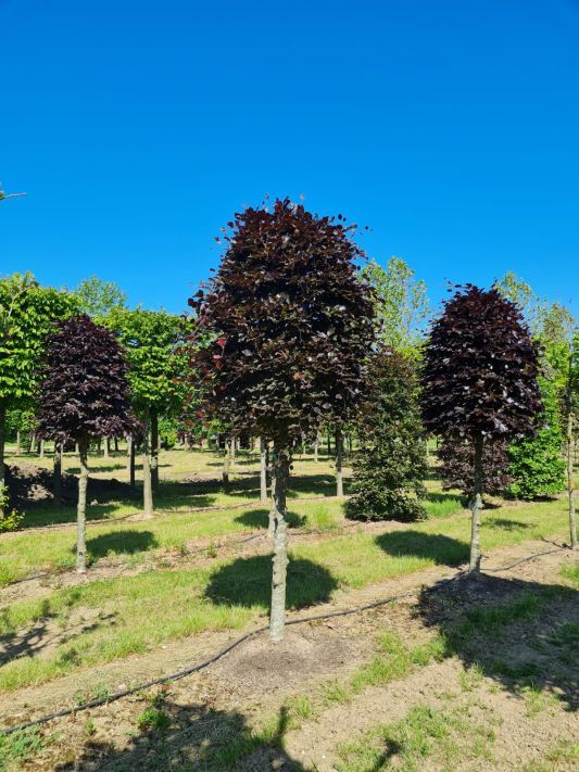 Rode beuk | Bijenkorfvorm