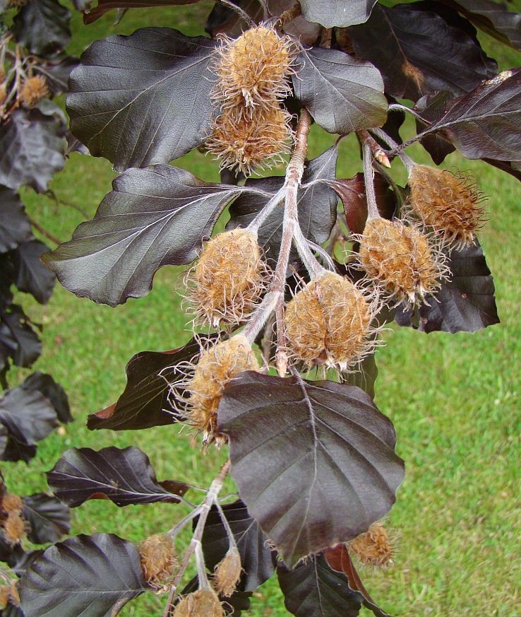 Rode beuk | Laagstam