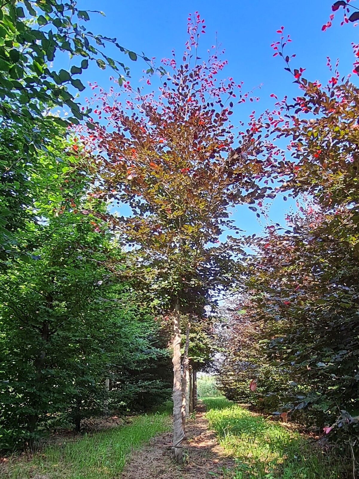 Rode beuk | Laagstam