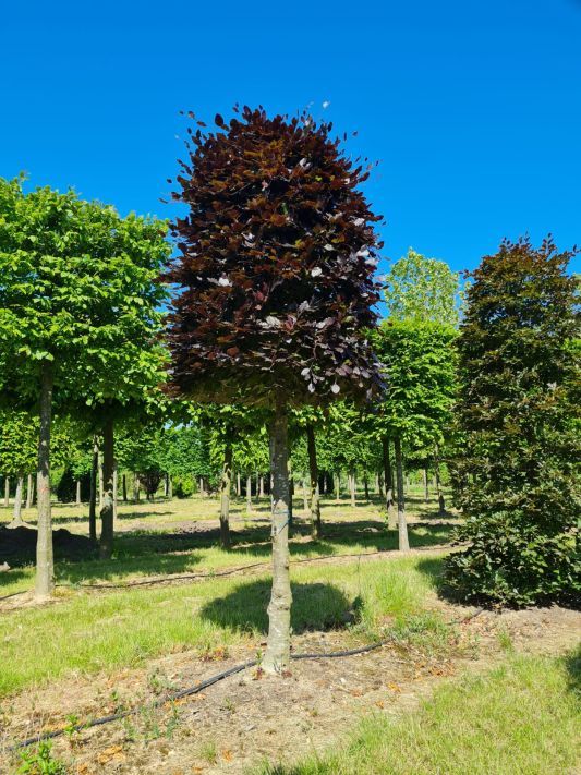 Rode beuk | Bijenkorfvorm