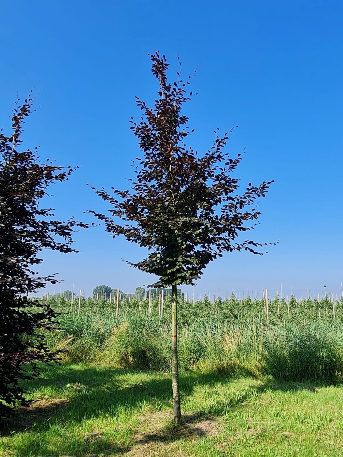 Rode beuk | Laagstam