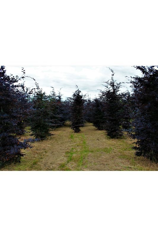 Rode beuk | Laagstam