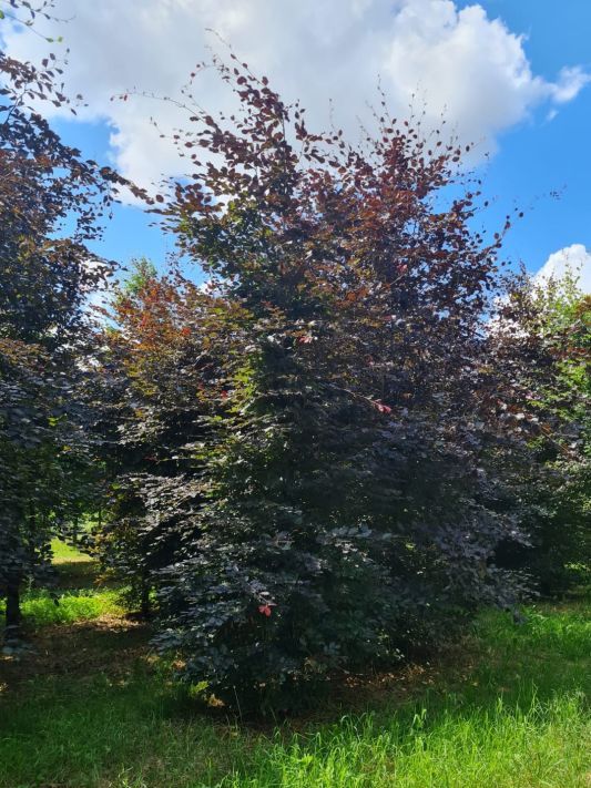 Rode beuk | Laagstam