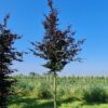 Rode beuk | Hoogstam