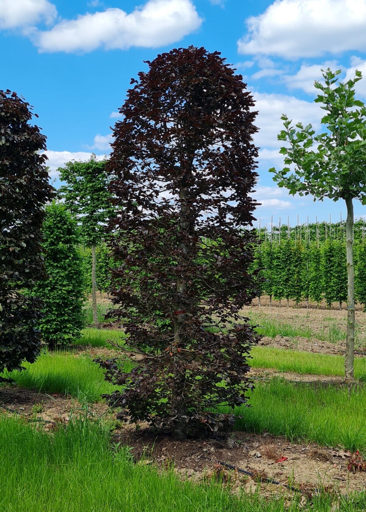 Rode beuk | Bijenkorfvorm