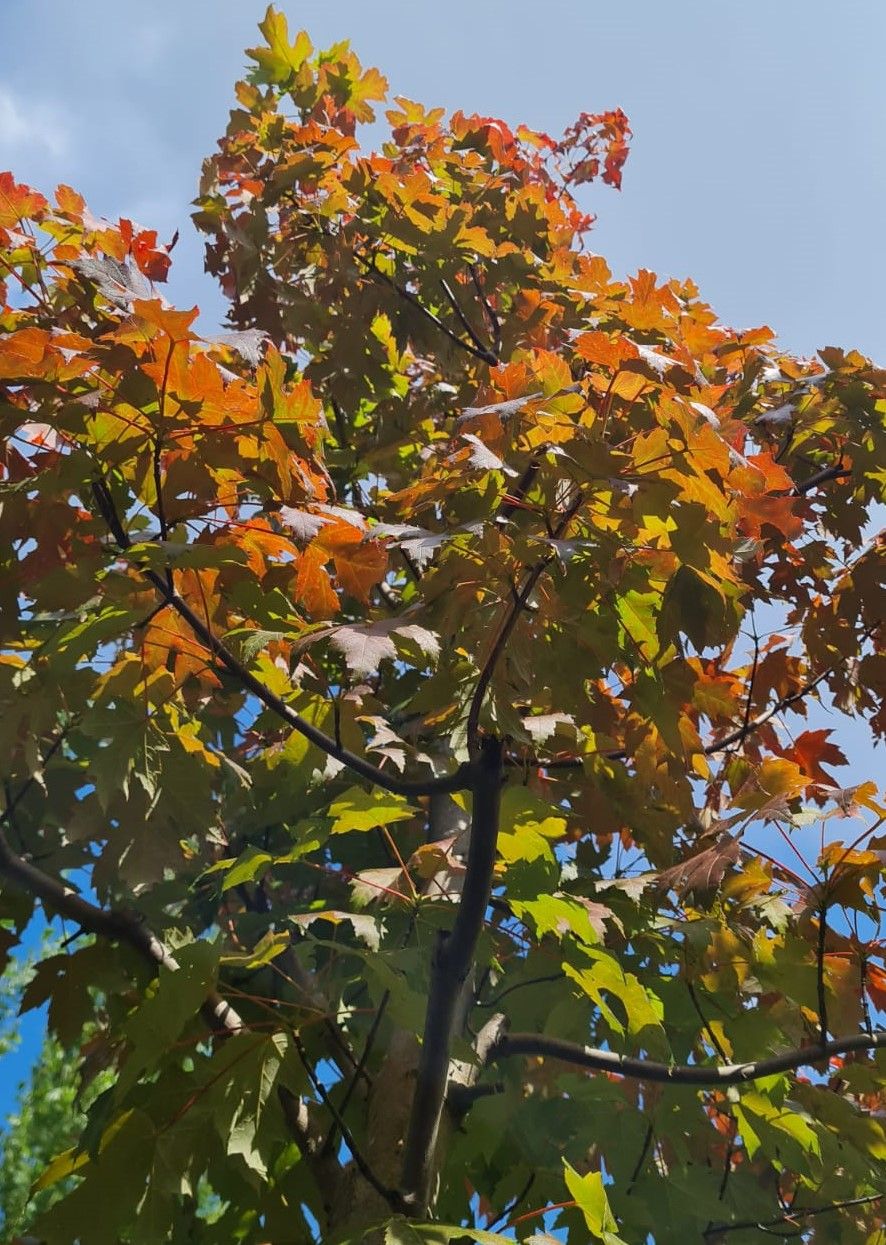 Rode esdoorn | Hoogstam