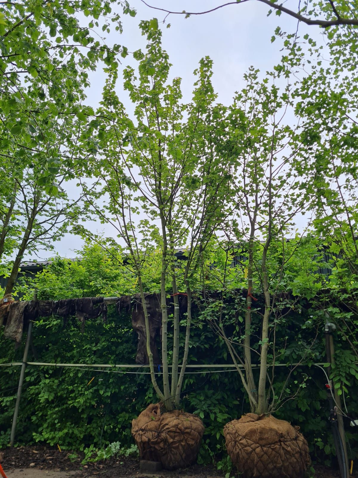 Rode esdoorn | Meerstammig