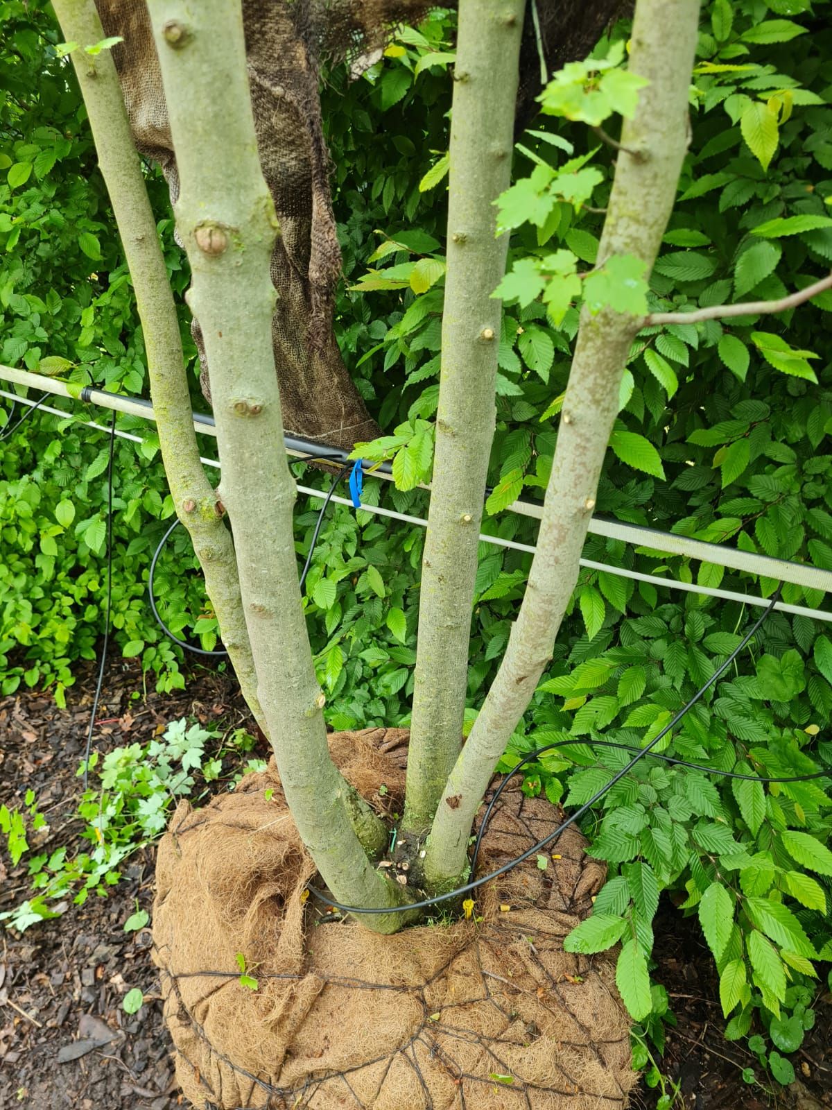 Rode esdoorn | Meerstammig