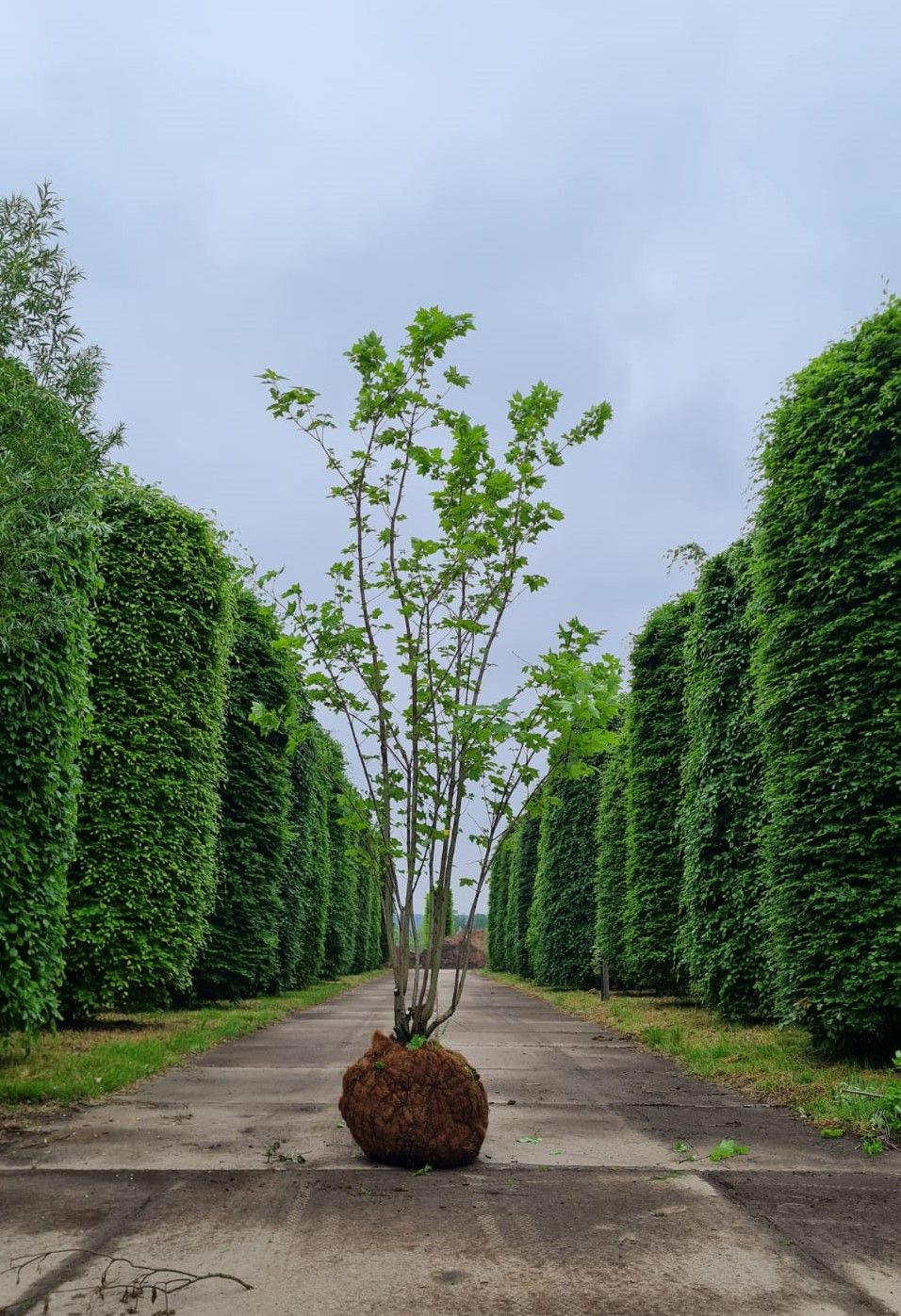 Rode esdoorn | Meerstammig