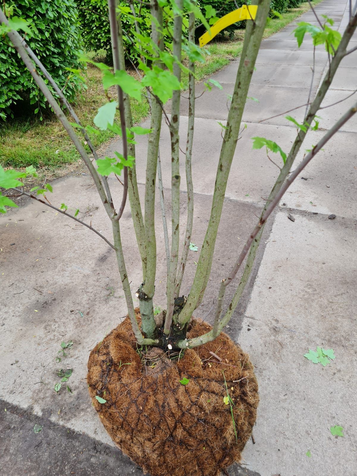 Rode esdoorn | Meerstammig