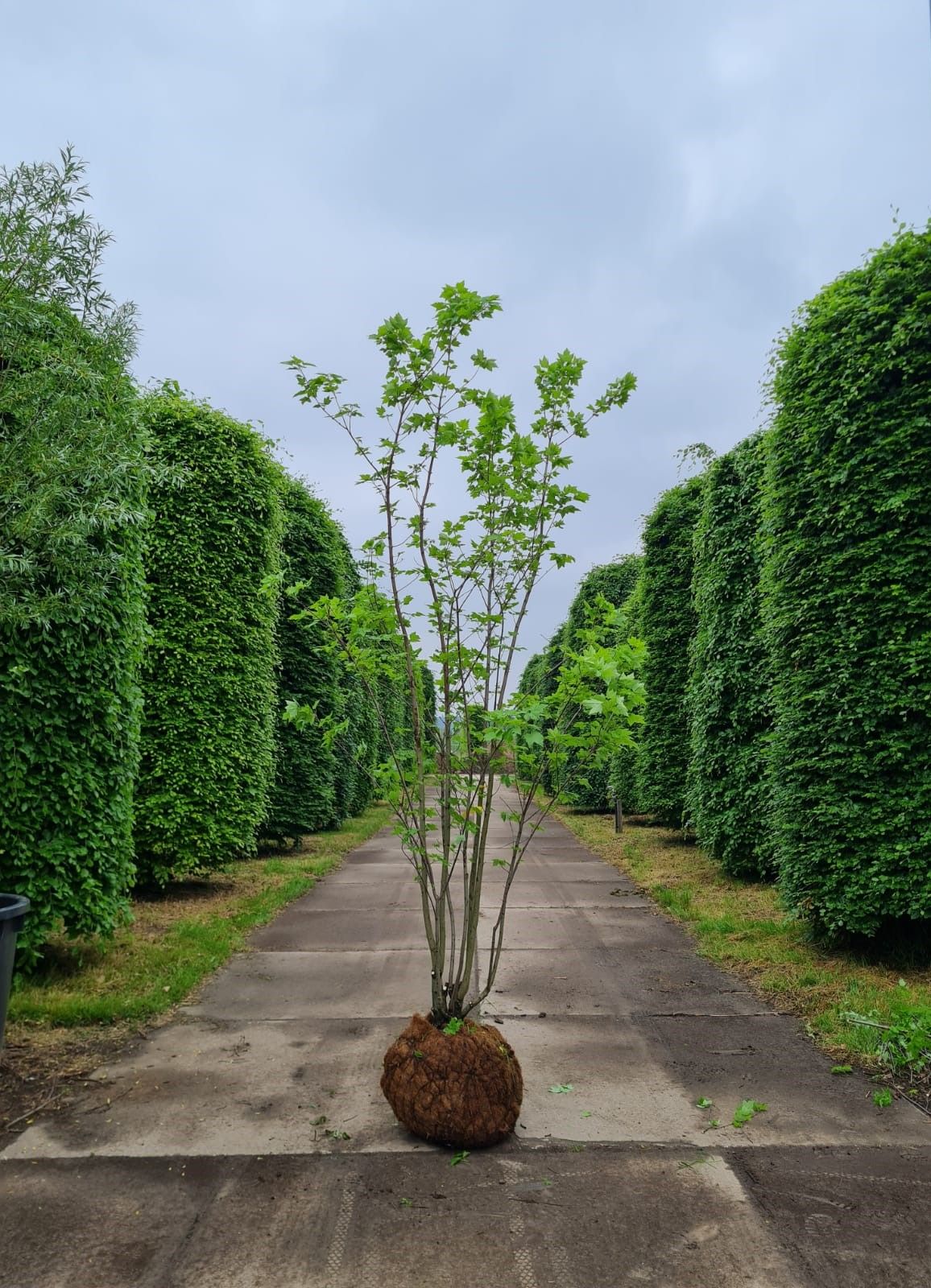 Rode esdoorn | Meerstammig