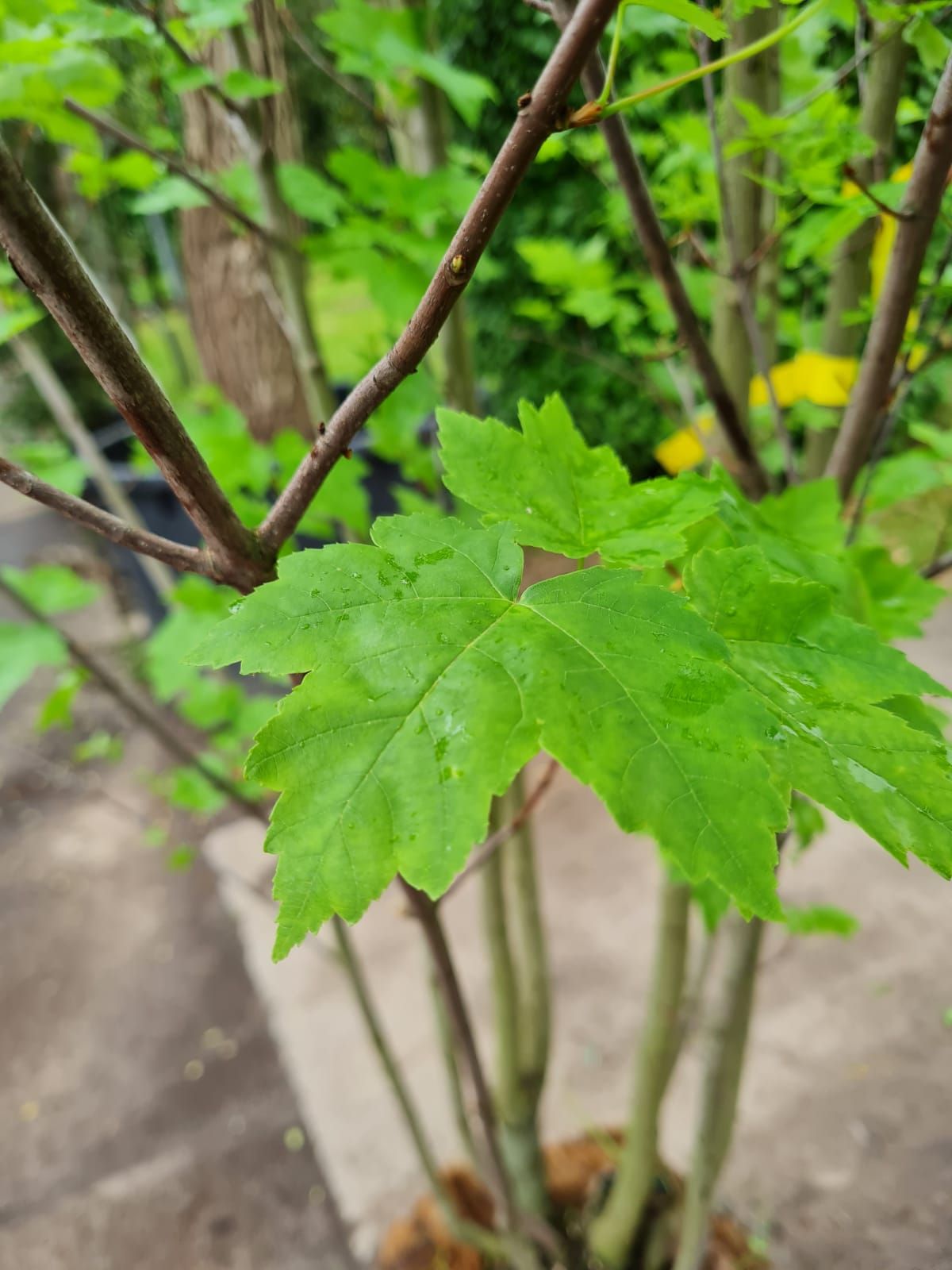 Rode esdoorn | Meerstammig