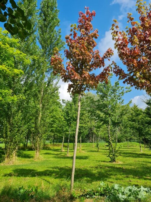 Rode esdoorn | Hoogstam