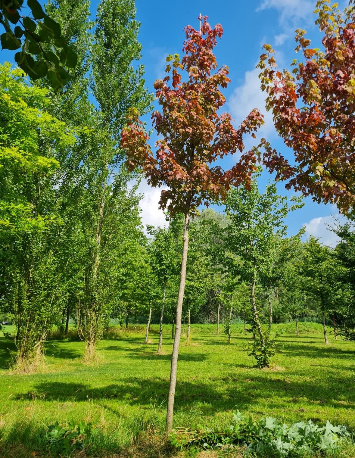 Rode esdoorn | Hoogstam