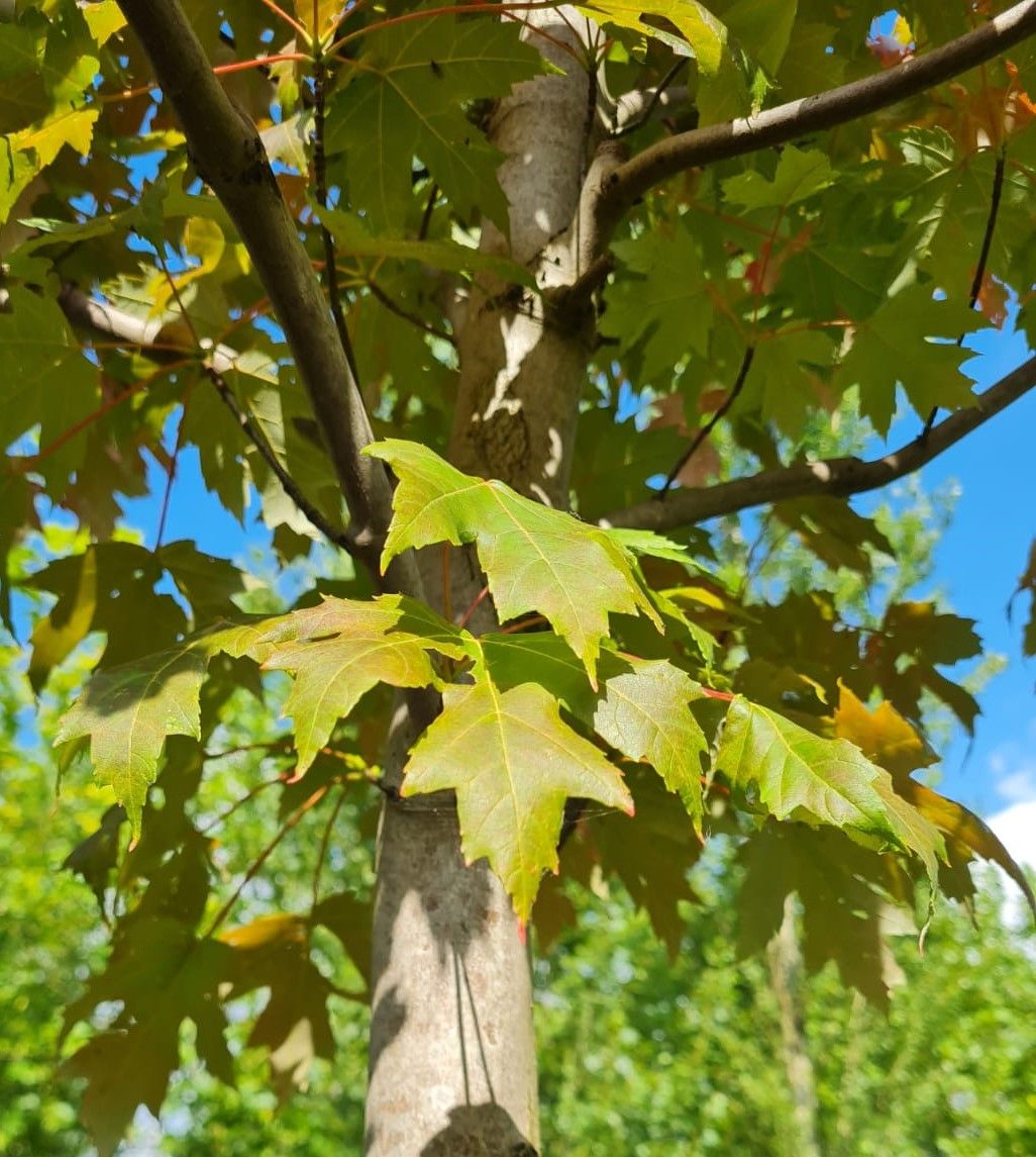 Rode esdoorn | Hoogstam