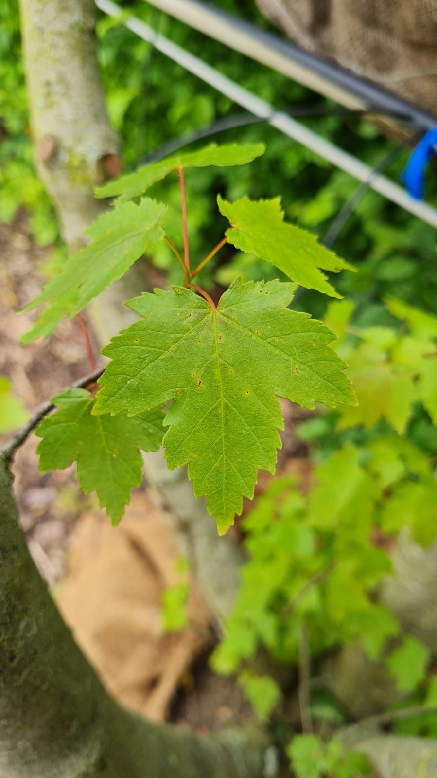 Rode esdoorn | Meerstammig
