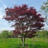 Japanse esdoorn 'Atropurpureum' | Meerstammig