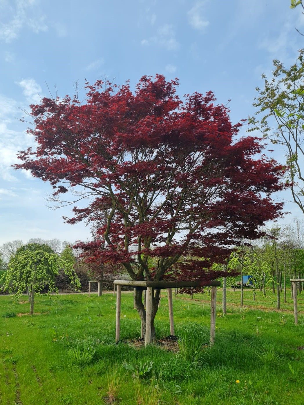Japanse esdoorn 'Atropurpureum' | Meerstammig