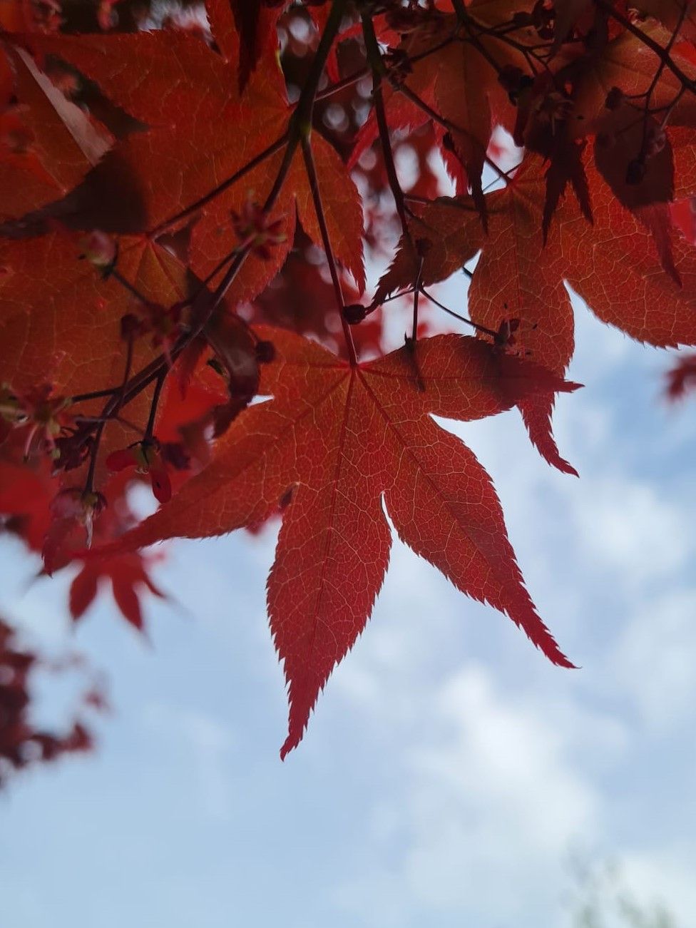 Japanse esdoorn 'Atropurpureum' | Meerstammig