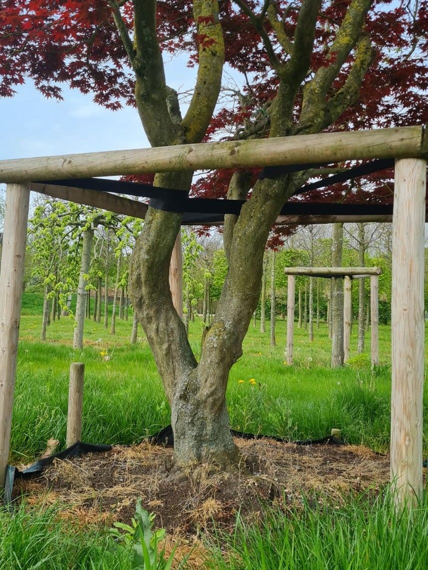 Japanse esdoorn 'Atropurpureum' | Meerstammig