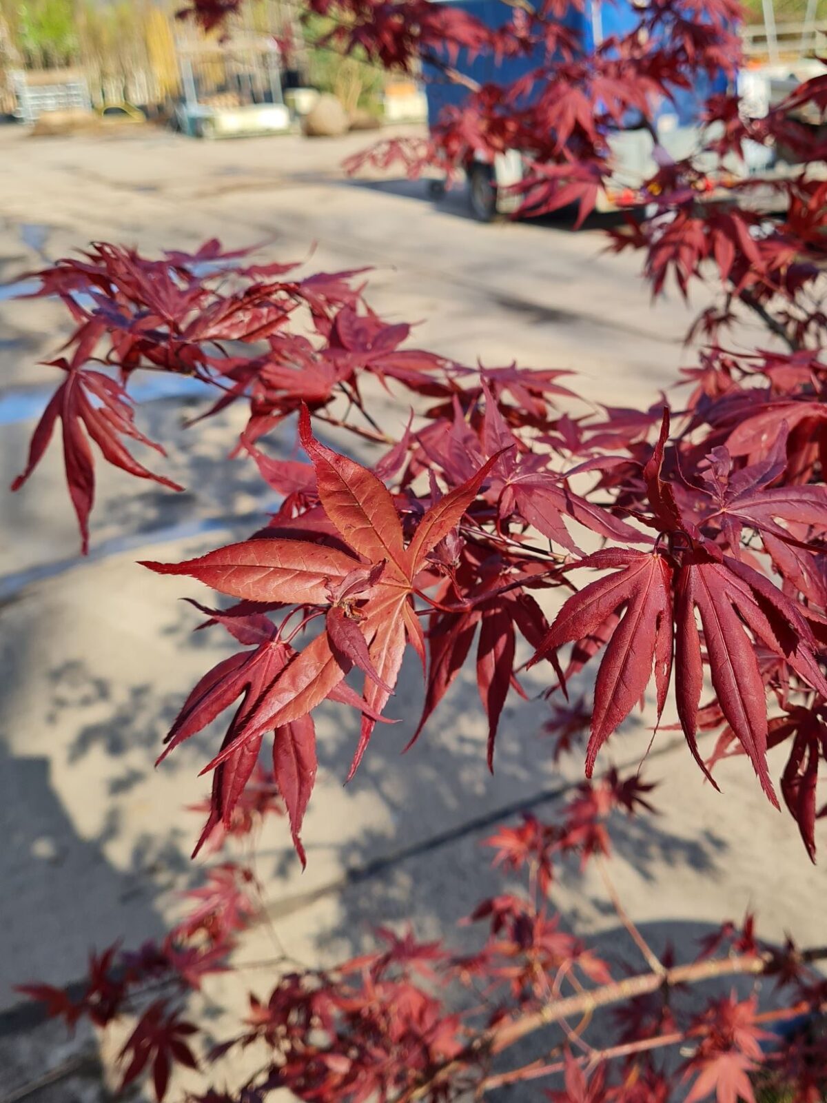 Japanse esdoorn 'Bloodgood' | Meerstammig