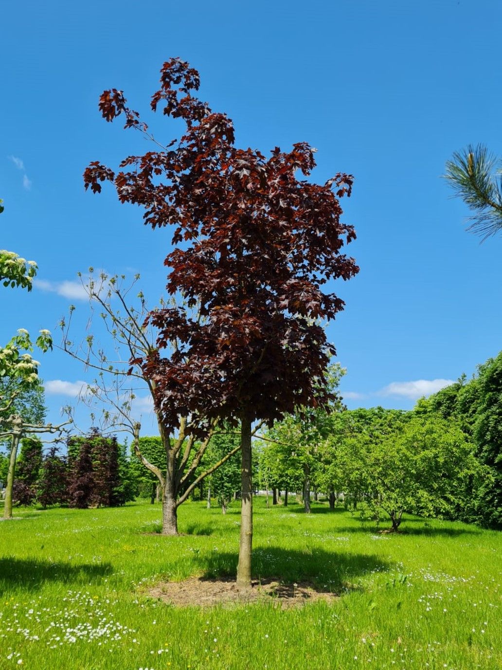 Rode Noorse esdoorn | Hoogstam
