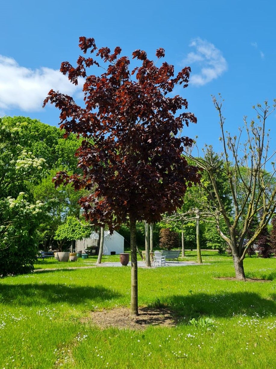 Rode Noorse esdoorn | Hoogstam