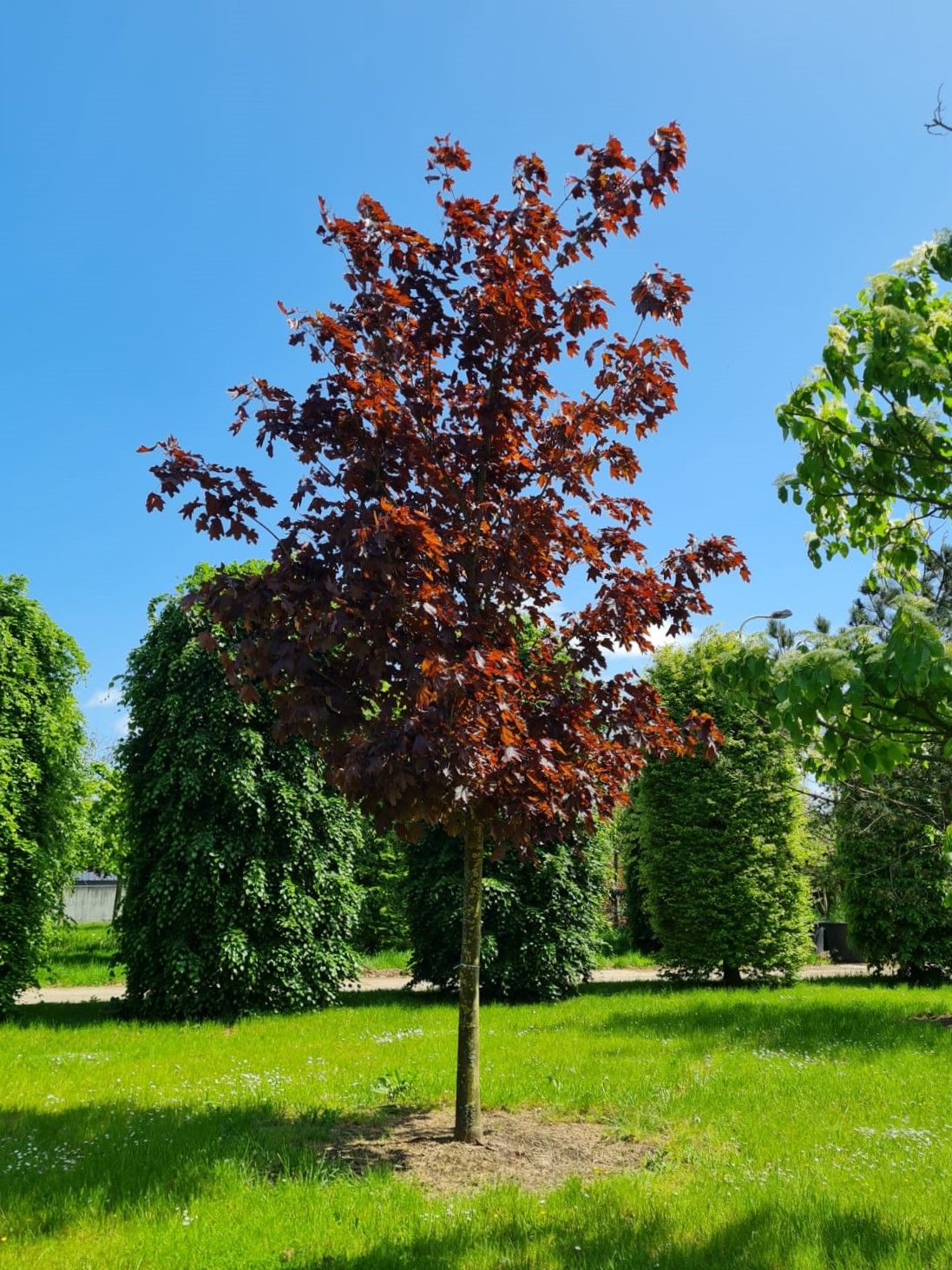 Rode Noorse esdoorn | Hoogstam