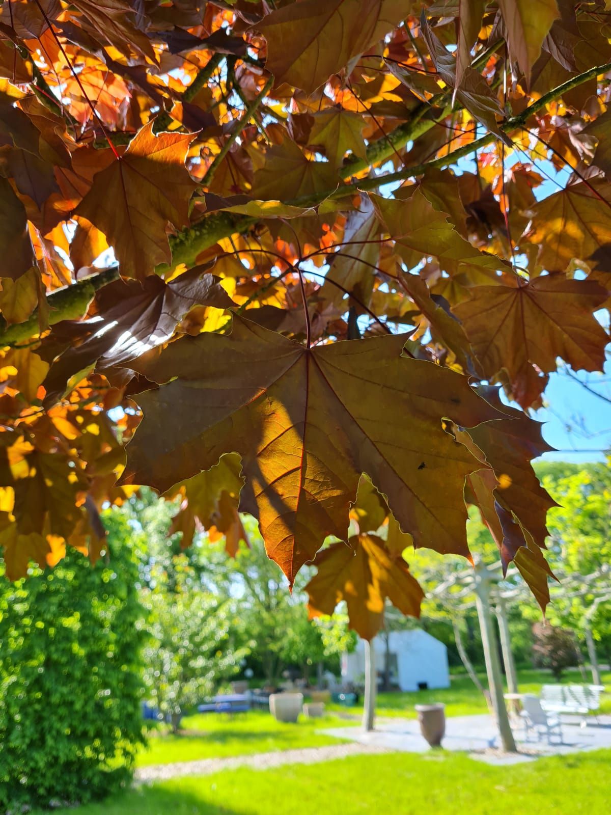 Rode Noorse esdoorn | Hoogstam