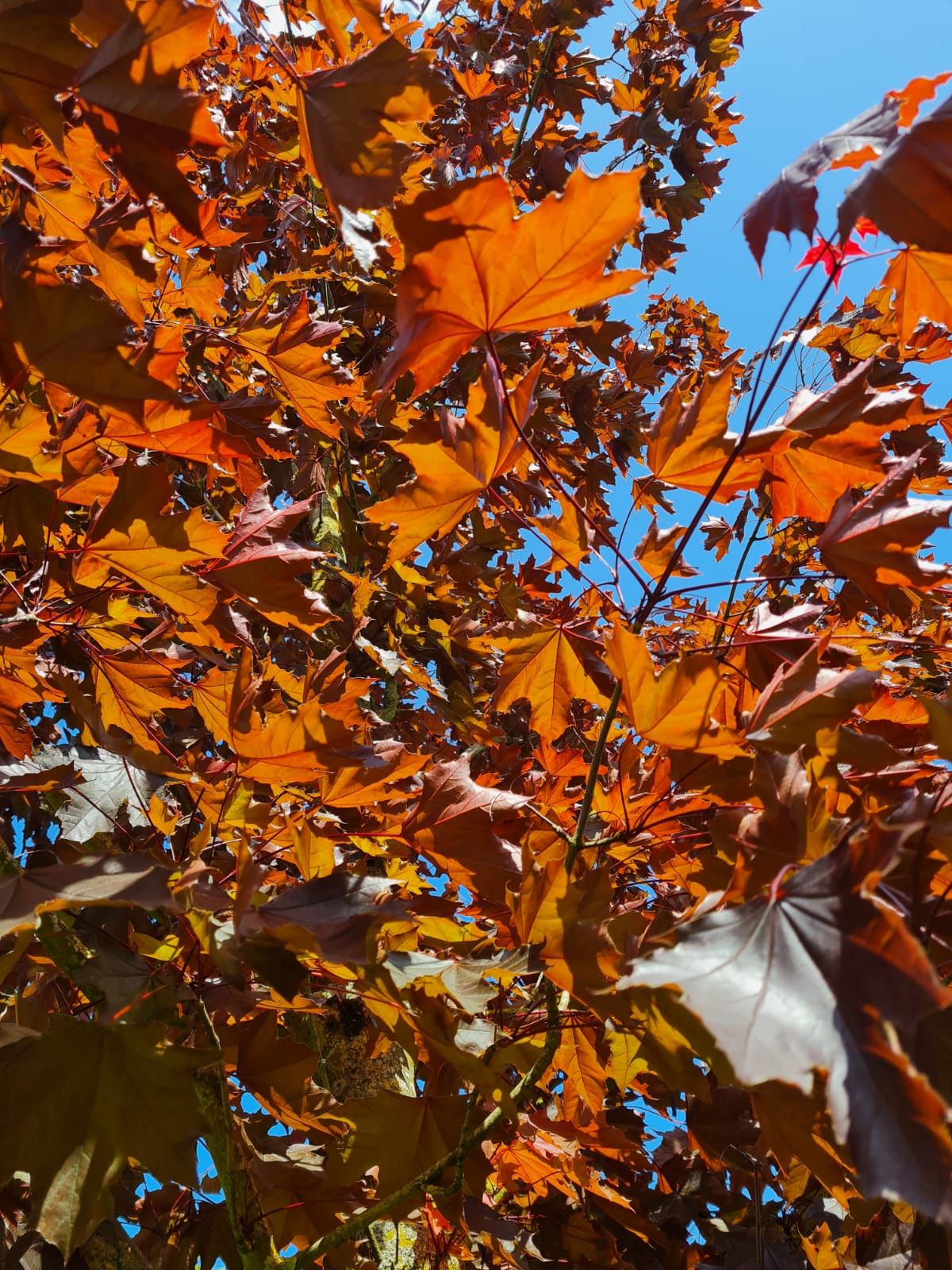 Rode Noorse esdoorn | Hoogstam