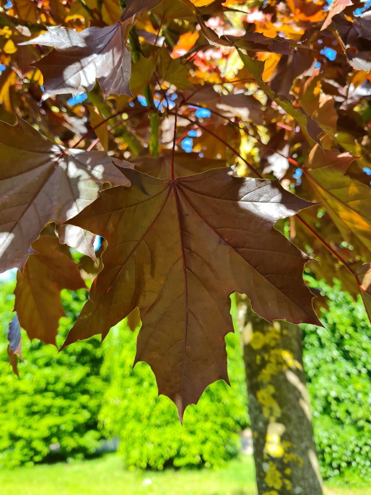 Rode Noorse esdoorn | Hoogstam