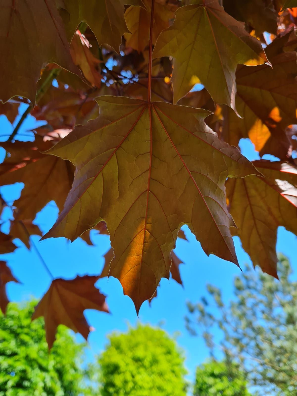 Rode Noorse esdoorn | Hoogstam