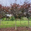 Rode Noorse esdoorn | Hoogstam