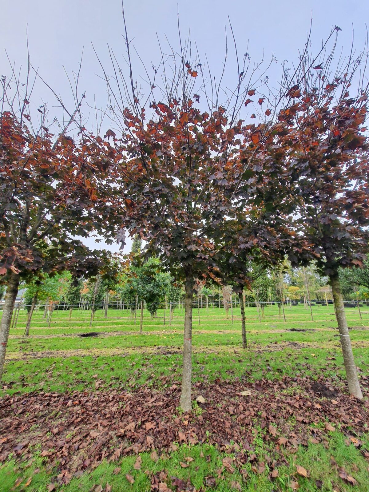 Rode Noorse esdoorn | Hoogstam